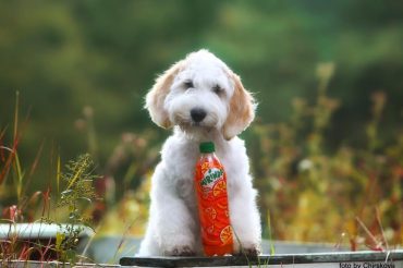 Petit basset puppies expected !
