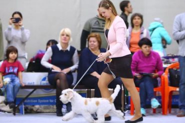 Mirinda wins BIS puppy !