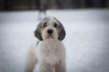 New pictures of Snickers !