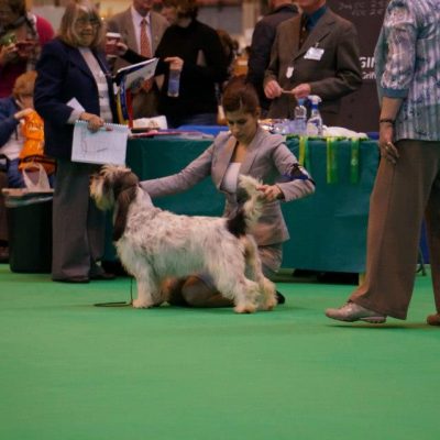 CC @ Crufts