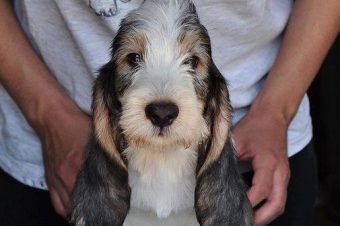 Grand basset puppies expected !