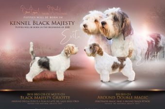 PBGV puppies expected in January 2020 !